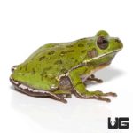 Barking Tree Frogs For Sale - Underground Reptiles
