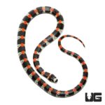 Black Banded Snake For Sale - Underground Reptiles