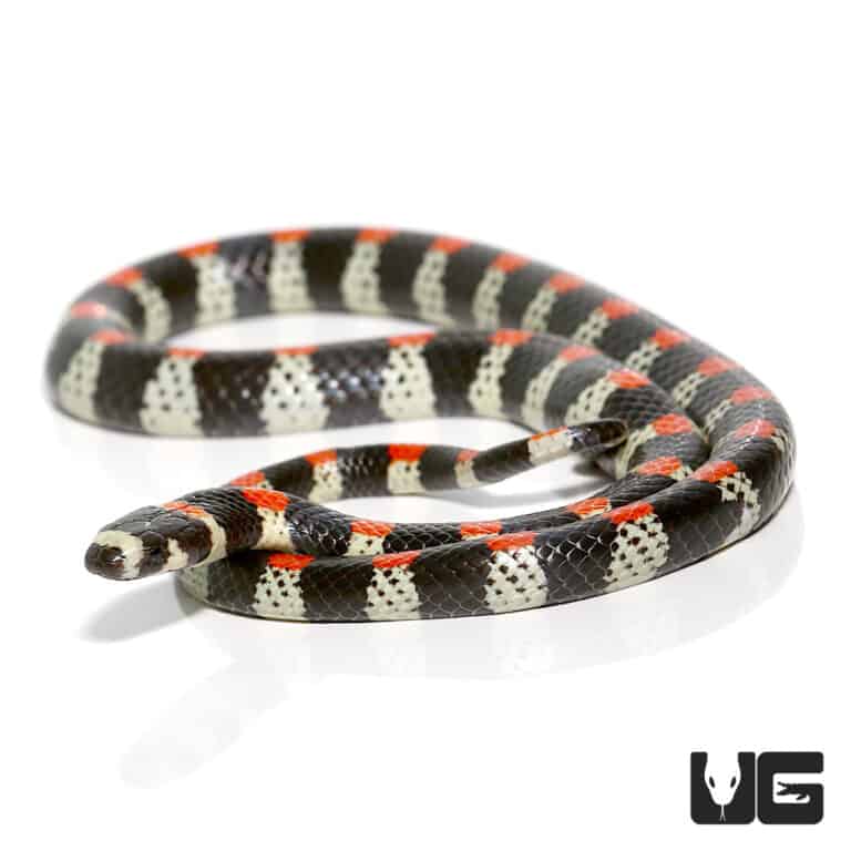 Black Banded Snake For Sale - Underground Reptiles