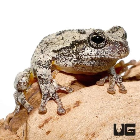 Grey Tree Frog for sale - Underground Reptiles