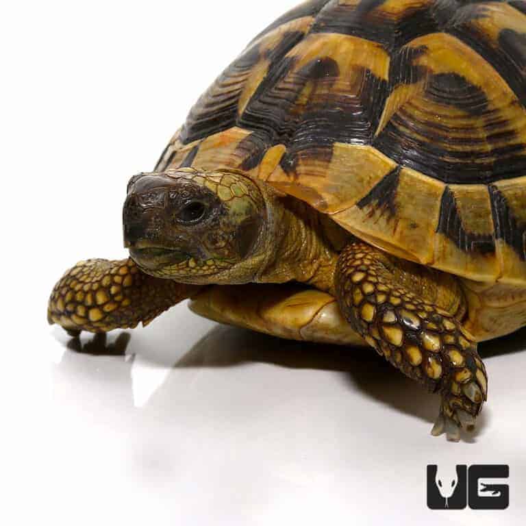 Tortoises For Sale - Underground Reptiles