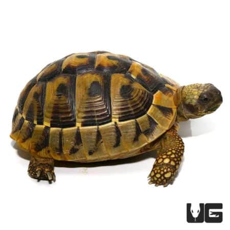 Hermann's tortoise with distinctive yellow and black shell, ideal for reptile enthusiasts and pet lo.