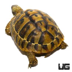 Hermann's Tortoise For Sale - Underground Reptiles