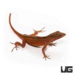 Ruby Red Anole For Sale - Underground Reptiles