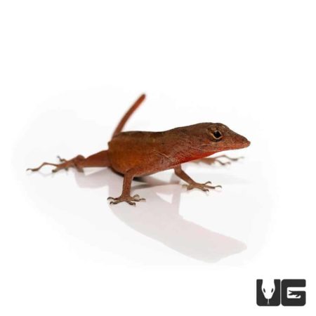 Ruby Red Anole For Sale - Underground Reptiles