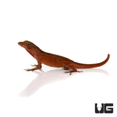 Ruby Red Anole For Sale - Underground Reptiles
