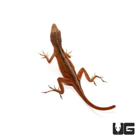 Ruby Red Anole For Sale - Underground Reptiles