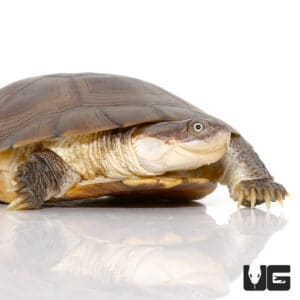 Turtles For Sale - Underground Reptiles