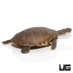 West African Helmeted Turtles For Sale - Underground Reptiles