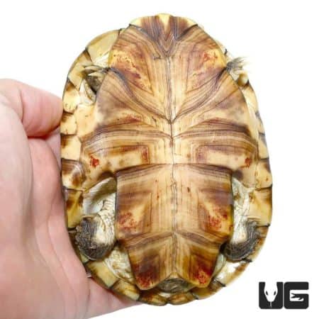 West African Helmeted Turtles For Sale - Underground Reptiles