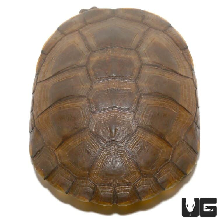 West African Helmeted Turtles For Sale - Underground Reptiles