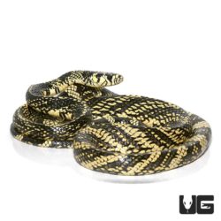 Nicaraguan Tiger Rat Snakes For Sale - Underground Reptiles