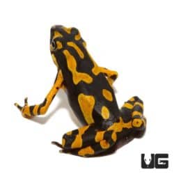 Orange Atelopus Toad For Sale - Underground Reptiles