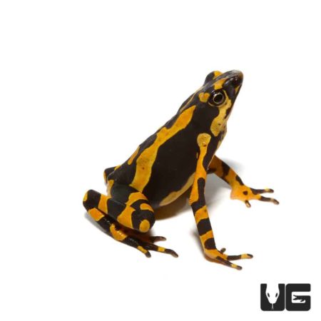 Orange Atelopus Toad in vibrant colors on a white background.