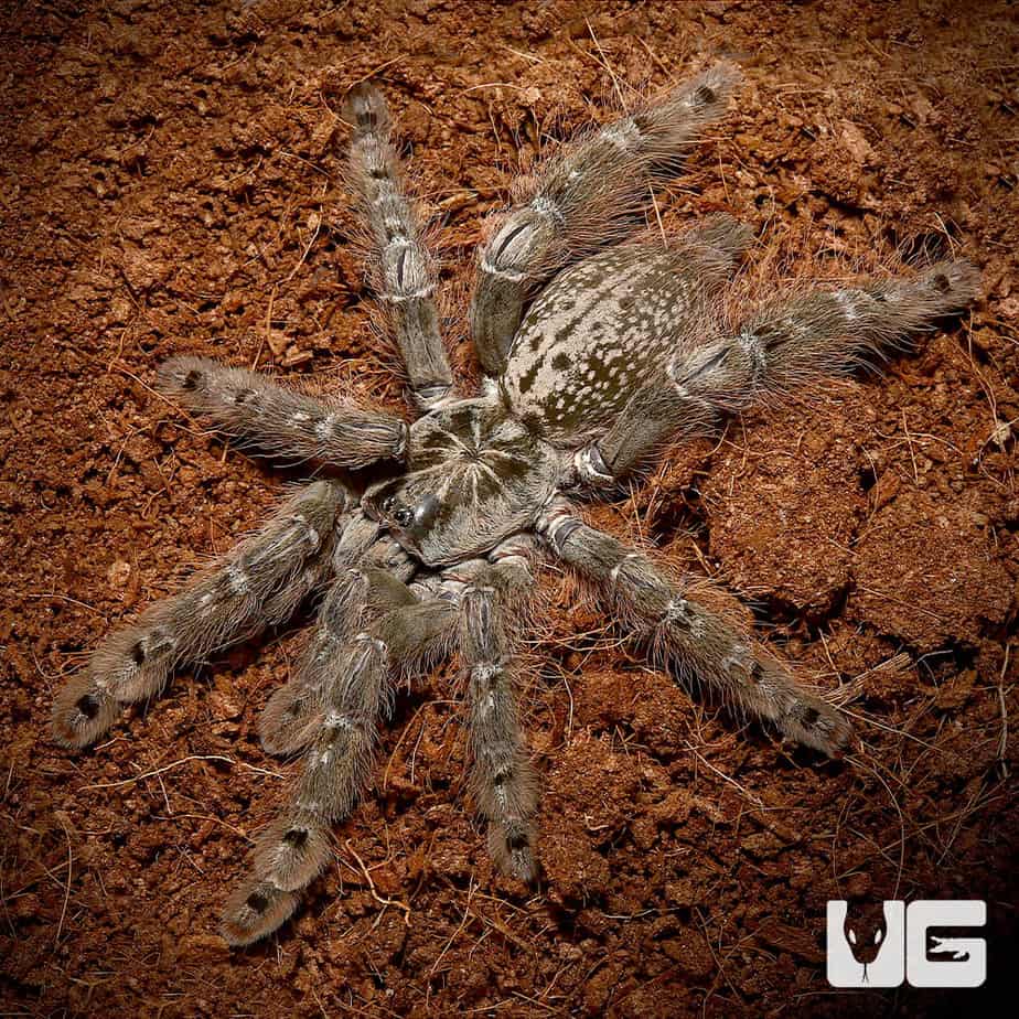 Ornamental Baboon Tarantulas (Heteroscrodra maculata) For Sale