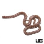 Pewter Jelly Axanthic Kingsnake For Sale - Underground Reptiles