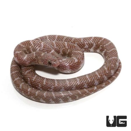 Pewter Jelly Axanthic Kingsnake For Sale - Underground Reptiles