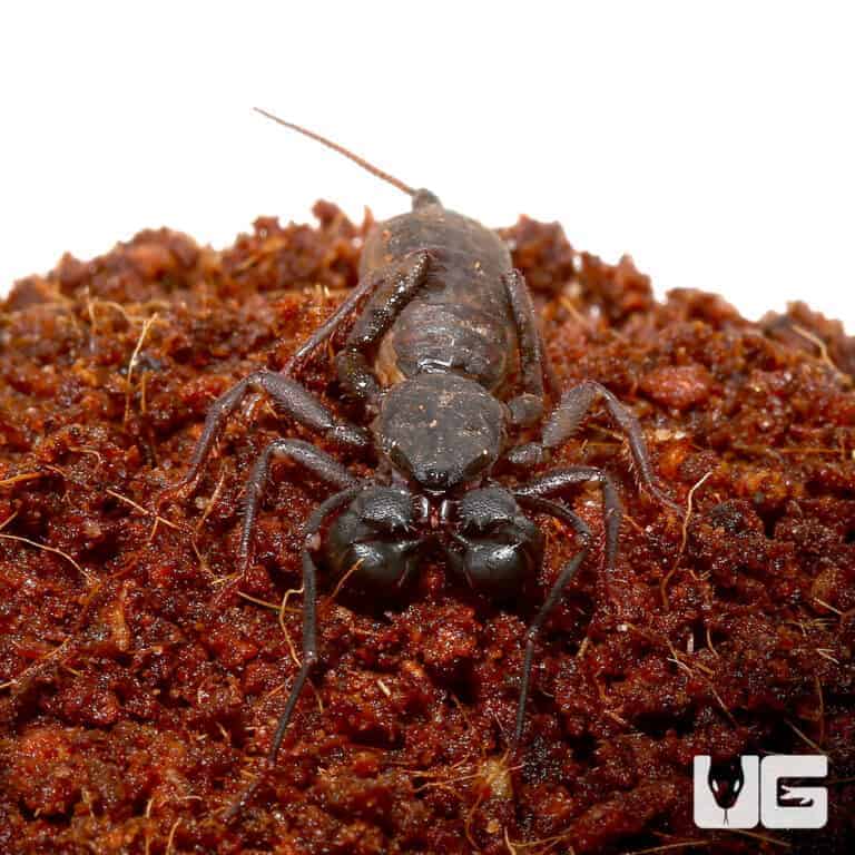 Scorpions, Vinegaroons & Whiptails For Sale Underground Reptiles