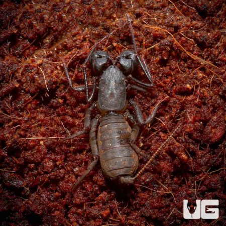 Solomon Island Vinegaroon For Sale - Underground Reptiles