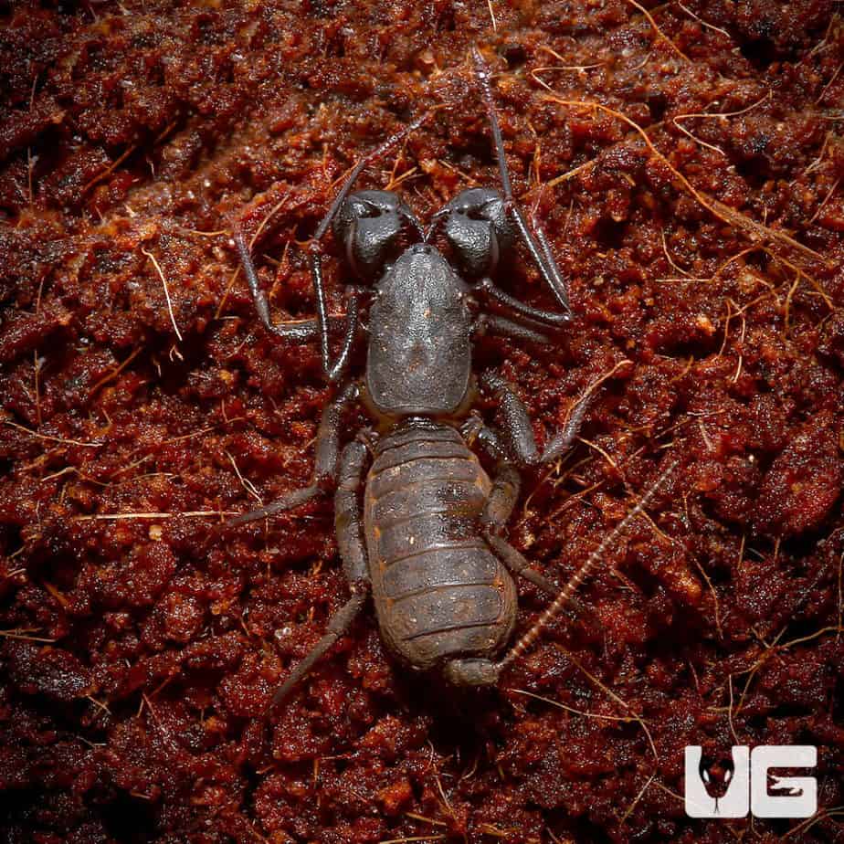 Scorpions, Vinegaroons & Whiptails For Sale Underground Reptiles