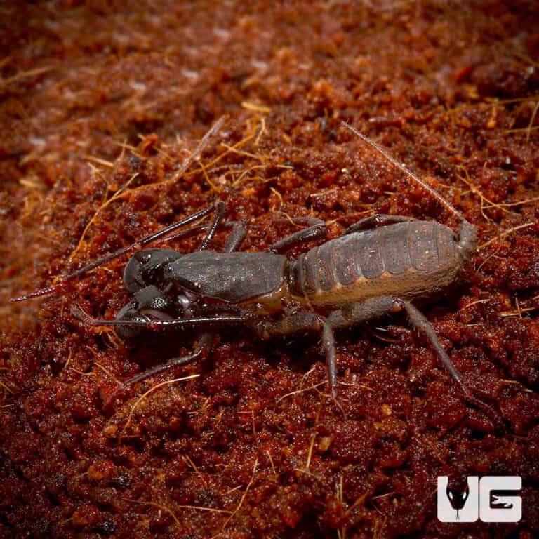 Solomon Island Vinegaroon For Sale Underground Reptiles