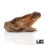 Guyana Giant Marine Toad For Sale - Underground Reptiles