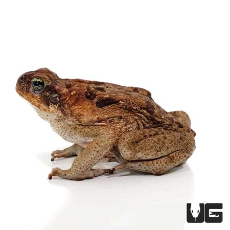 Guyana Giant Marine Toad For Sale - Underground Reptiles