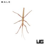 Southern Two Striped Walking Stick Insects For Sale - Underground Reptiles