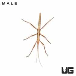 Southern Two Striped Walking Stick Insects For Sale - Underground Reptiles