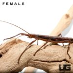 Southern Two Striped Walking Stick Insects For Sale - Underground Reptiles