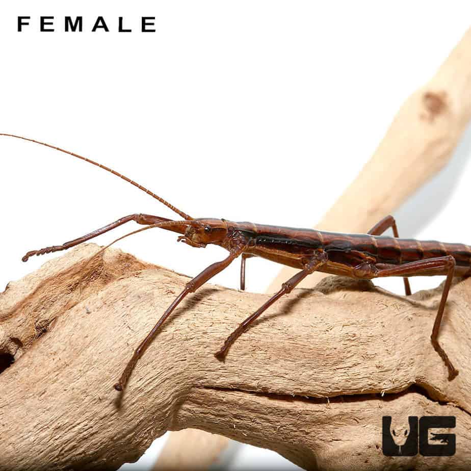 Southern Two Striped Walking Stick Insects For Sale Underground Reptiles