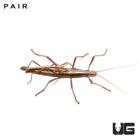 Southern Two Striped Walking Stick Insects For Sale - Underground Reptiles