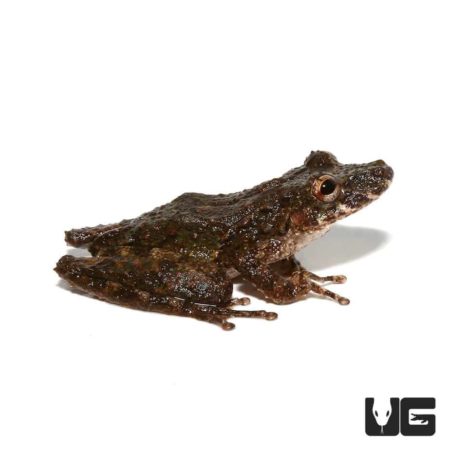 Spix's Snouted Tree Frog For Sale - Underground Reptiles