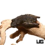 Spix's Snouted Tree Frog For Sale - Underground Reptiles