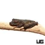 Spix's Snouted Tree Frog For Sale - Underground Reptiles