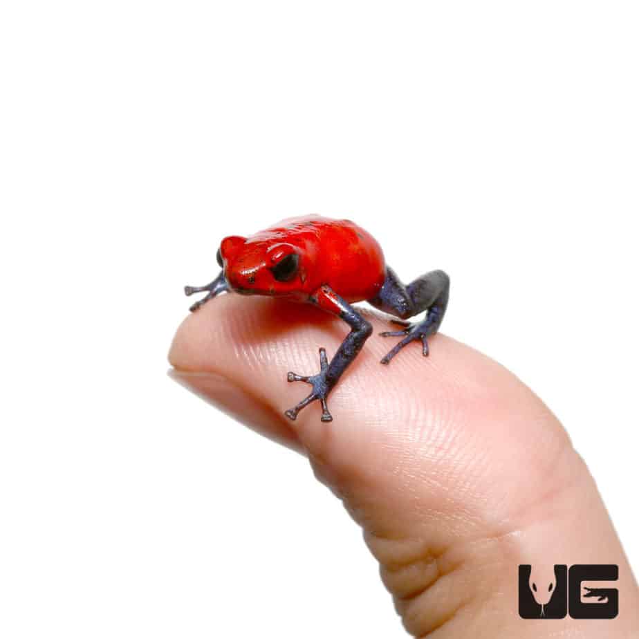 Nicaragua Strawberry Pumilio Dart Frogs (Dendrobates pumilio) for sale