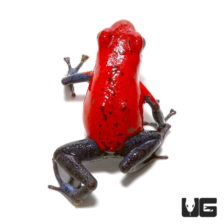 Nicaragua Strawberry Pumilio Dart Frogs (Dendrobates pumilio) for sale