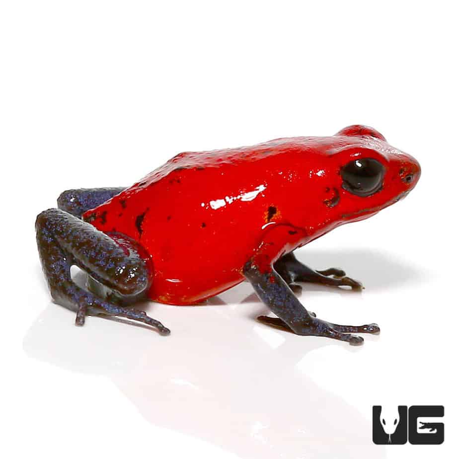 Nicaragua Strawberry Pumilio Dart Frogs (Dendrobates pumilio) for sale