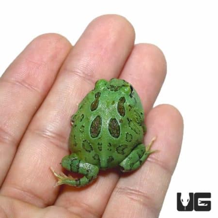 Super Blue Pacman Frogs For Sale - Underground Reptiles