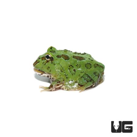Super Blue Pacman Frogs For Sale - Underground Reptiles