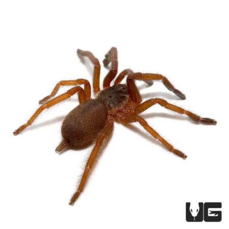 Close-up of a purple tree spider, 0.75-1.25 inches, showing detailed body and legs.