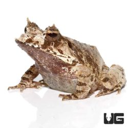 White Oak Eyelash Frog For Sale - Underground Reptiles
