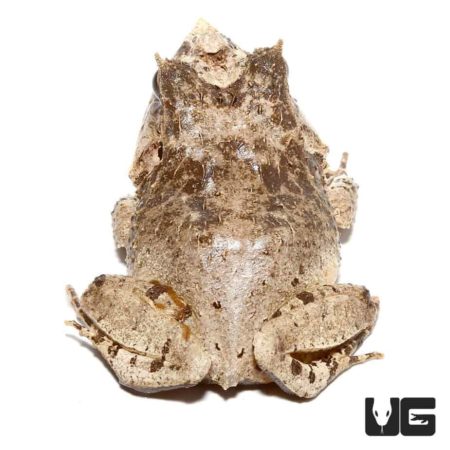 White Oak Eyelash Frog For Sale - Underground Reptiles
