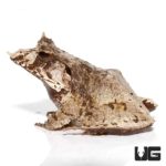 White Oak Eyelash Frog For Sale - Underground Reptiles
