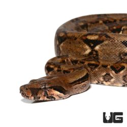 Yearling Central American Boa For Sale - Underground Reptiles