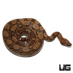 Yearling Central American Boa For Sale - Underground Reptiles