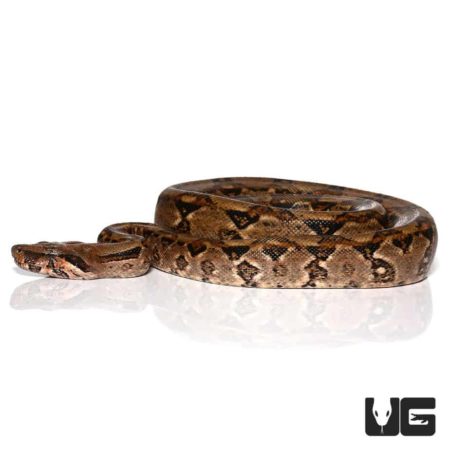 Yearling Central American Boa For Sale - Underground Reptiles