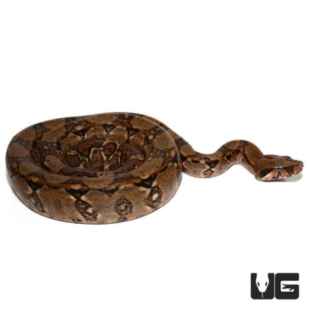 Yearling Central American Boa For Sale - Underground Reptiles