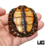 Yearling Central American Wood Turtles For Sale - Underground Reptiles