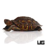 Yearling Central American Wood Turtles For Sale - Underground Reptiles